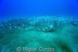 Marabunta....hundreds of white trevallies seeking food de... by Miguel Cortés 